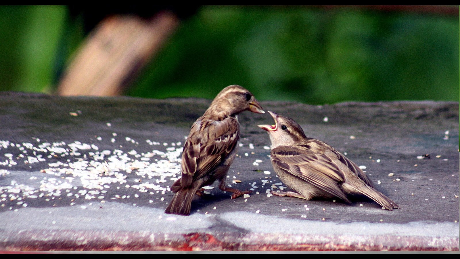 20th March 2024 World Sparrow Day HD Photos